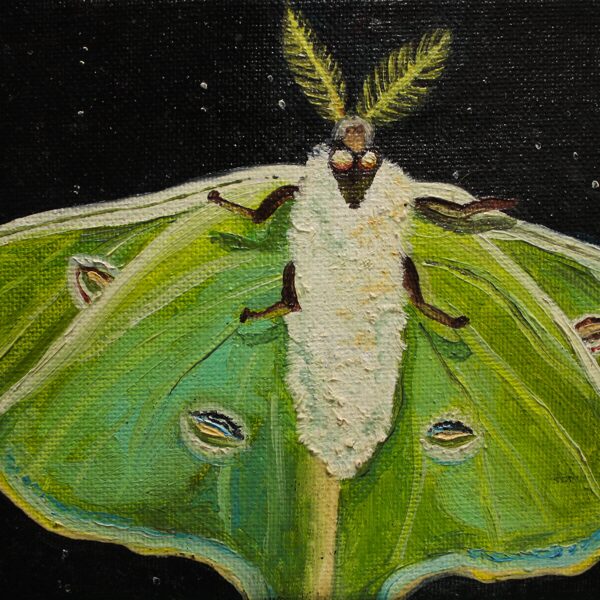 DĀRTA LOTE BĒRZIŅA
“MOTH”
audekls/eļļa
2018
13 cm x 18 cm - 55 eur