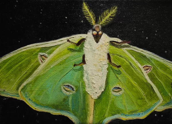 DĀRTA LOTE BĒRZIŅA
“MOTH”
audekls/eļļa
2018
13 cm x 18 cm - 55 eur